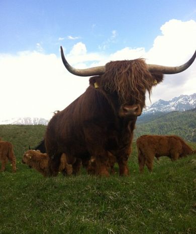 schöner Film über Highland Cattle